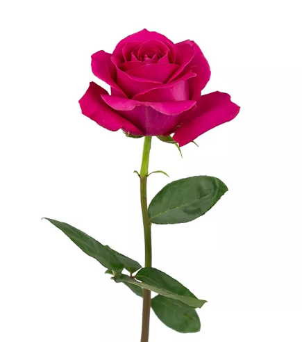 🌷 Standard Bulk Hot Pink Roses 50–60cm – Long-Stem Wholesale Flowers for Florists & Daily Arrangements