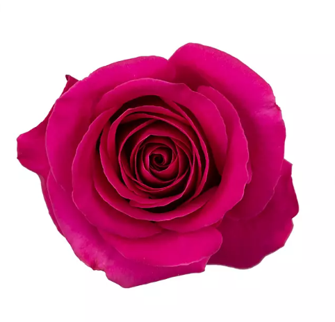 🌷 Standard Bulk Hot Pink Roses 50–60cm – Long-Stem Wholesale Flowers for Florists & Daily Arrangements