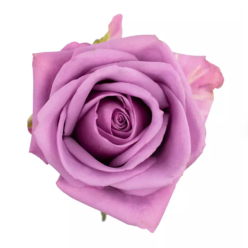 💜 Bulk Lavender Roses 50–60cm – Long-Stem Wholesale Flowers for Florists & Events