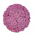Premium Bulk Lavender Roses 60–70cm – Long-Stem Wholesale for Weddings & Elegant Florists