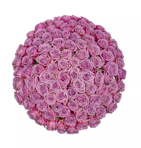 Premium Bulk Lavender Roses 60–70cm – Long-Stem Wholesale for Weddings & Elegant Florists