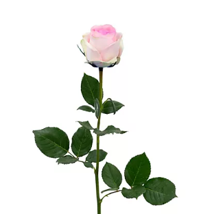 🌸 Standard Bulk Light Pink Roses 50–60cm – Long-Stem Wholesale Flowers for Florists & Events