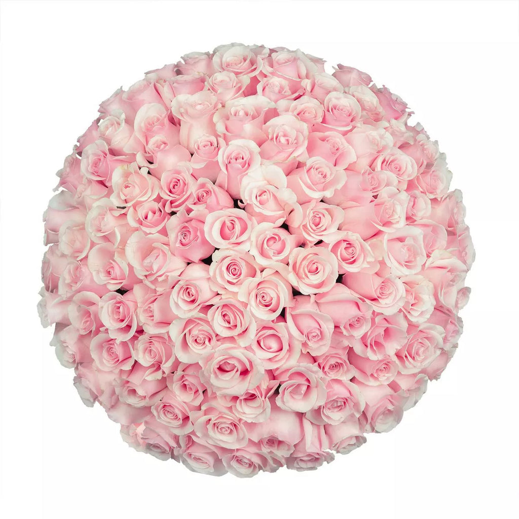 Premium Bulk Light Pink Roses 60–70cm – Long-Stem Wholesale for Weddings & Luxury Florists