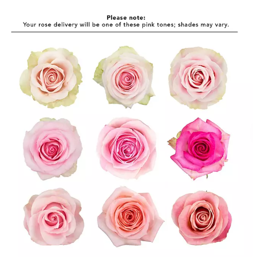 🌸 Standard Bulk Light Pink Roses 50–60cm – Long-Stem Wholesale Flowers for Florists & Events
