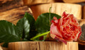 Orange – Glam Garden Rose