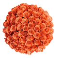 Premium Bulk Orange Roses 60–70cm – Long-Stem Wholesale Flowers for Weddings & Florists