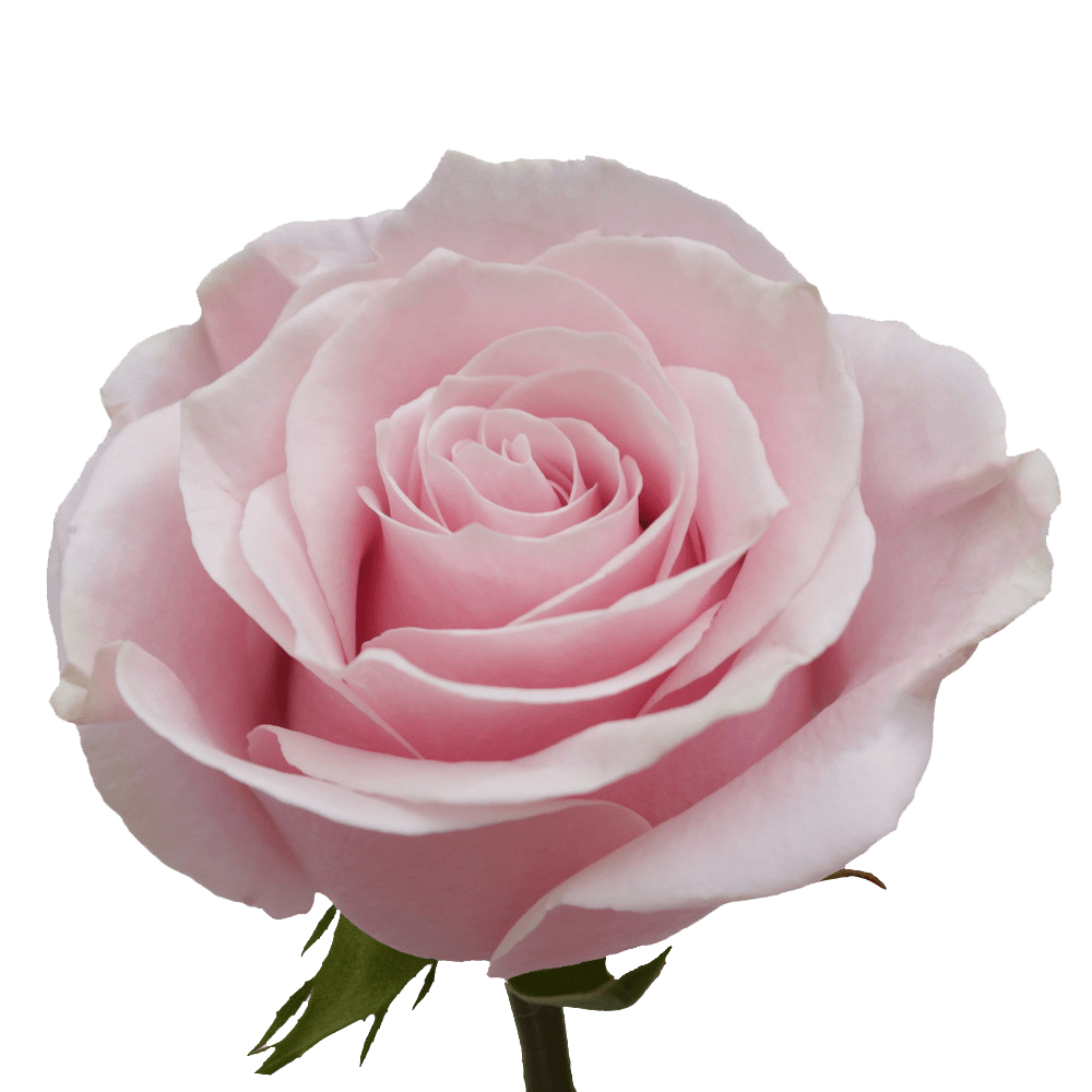 🌸 Standard Bulk Light Pink Roses 50–60cm – Long-Stem Wholesale Flowers for Florists & Events