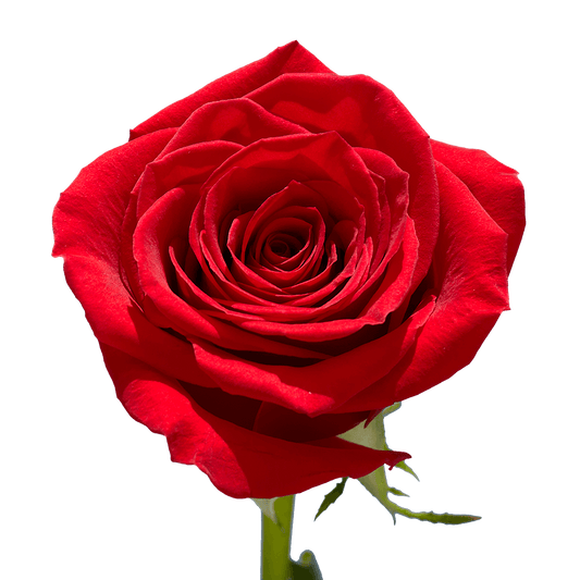 🌹Bulk Red Roses 50–60cm – Long-Stem Wholesale Flowers for Florists & Events