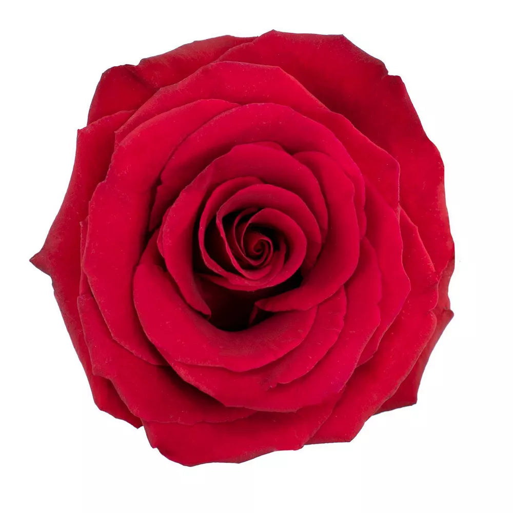 Premium Bulk Red Roses 60–70cm – Long-Stem Wholesale for Weddings & Florists