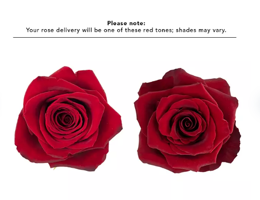 🌹Bulk Red Roses 50–60cm – Long-Stem Wholesale Flowers for Florists & Events