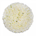 Premium Bulk White Roses 60–70cm – Long-Stem Wholesale for Weddings & Florists