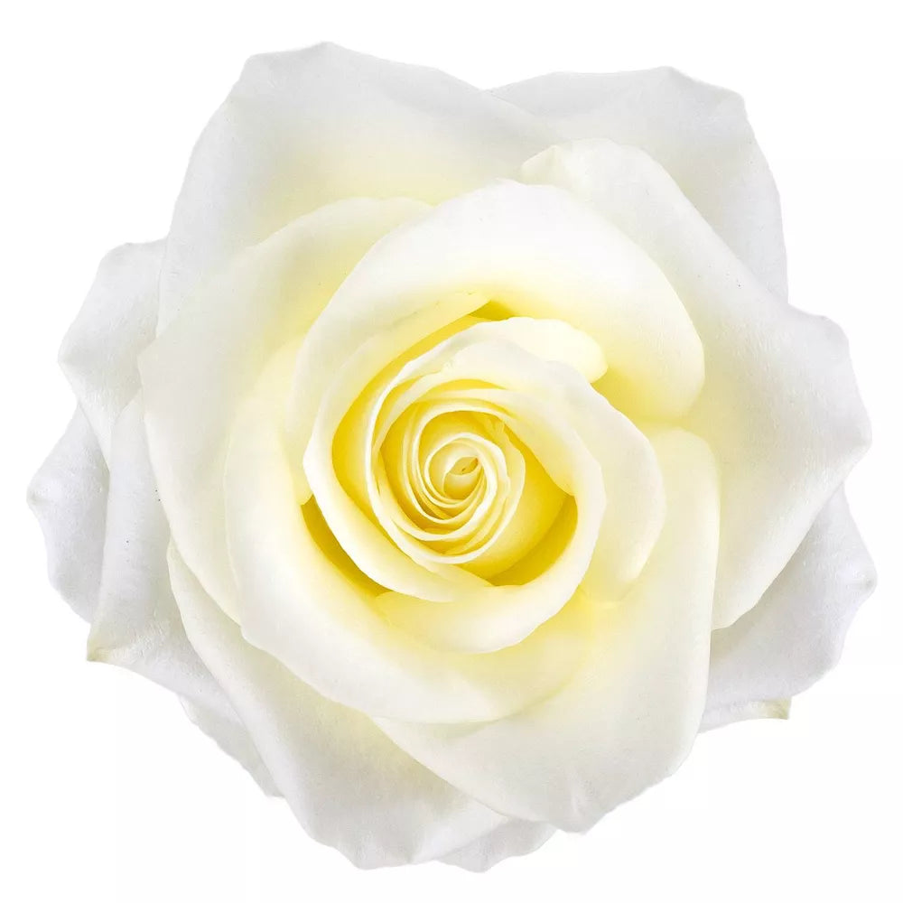 Premium Bulk White Roses 60–70cm – Long-Stem Wholesale for Weddings & Florists