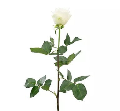 🤍  Bulk White Roses 50–60cm – Long-Stem Wholesale Flowers for Florists & Events