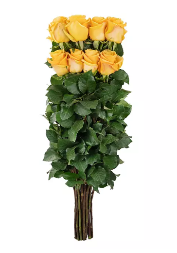💛 Bulk Yellow Roses 50–60cm – Long-Stem Wholesale Flowers for Florists & Events