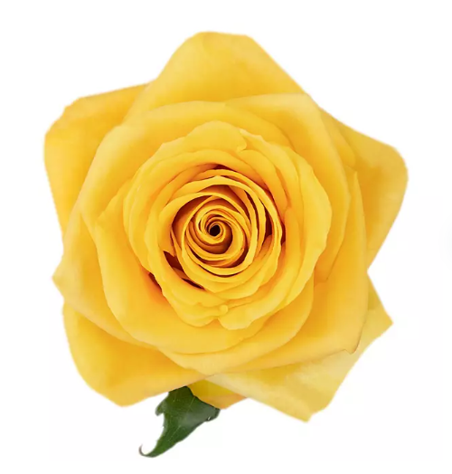 💛 Bulk Yellow Roses 50–60cm – Long-Stem Wholesale Flowers for Florists & Events