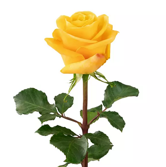💛 Bulk Yellow Roses 60–70cm – Long-Stem Wholesale Flowers for Florists & Events